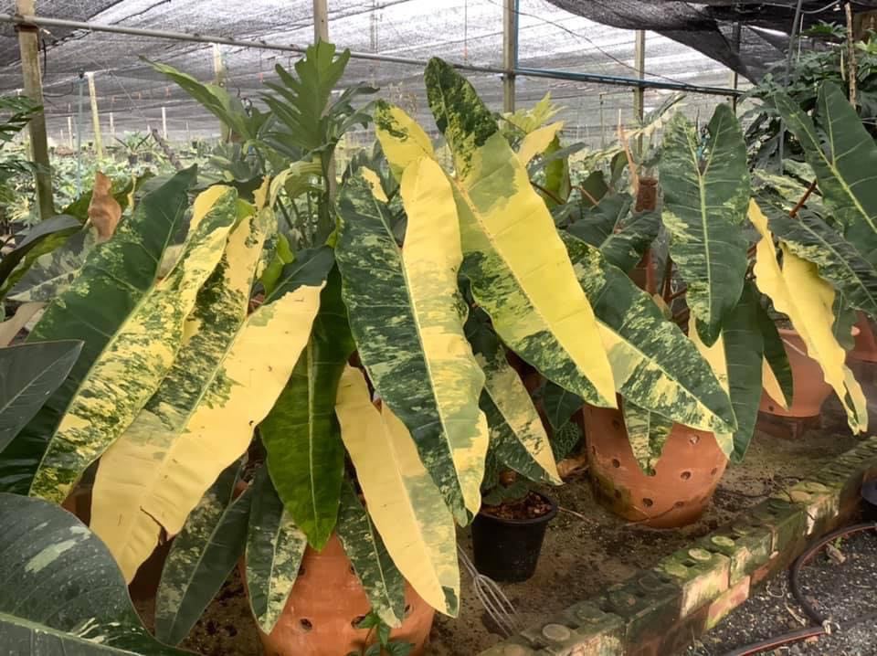 monstera anh 2