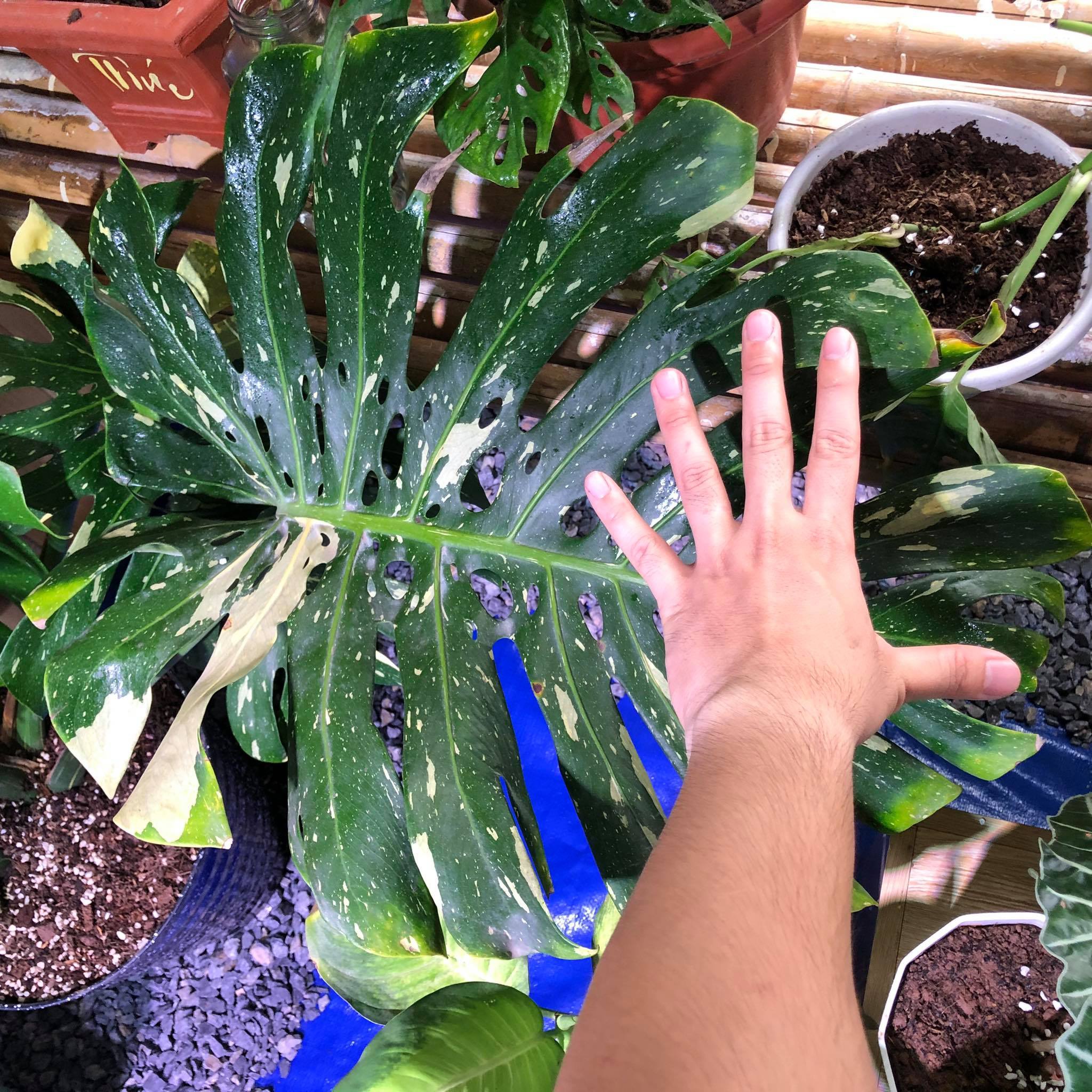 monstera anh 1