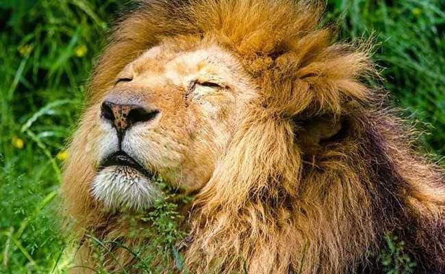 duong tinh, Thor, dong vat, cach ly anh 1