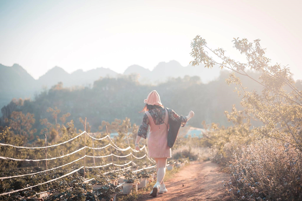 Goi y cach check-in hoa nang tho cho phai nu o vuon dau Moc Chau hinh anh 1