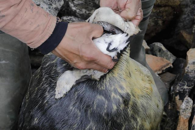 Hai cau nhoi xac chim va nhung mon an boc mui nhat the gioi hinh anh 2