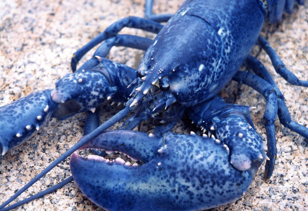 Nhung loai tom hum hiem nhat the gioi hinh anh 2 21026530d168eb16fd45bad06aaa7bdf.jpg