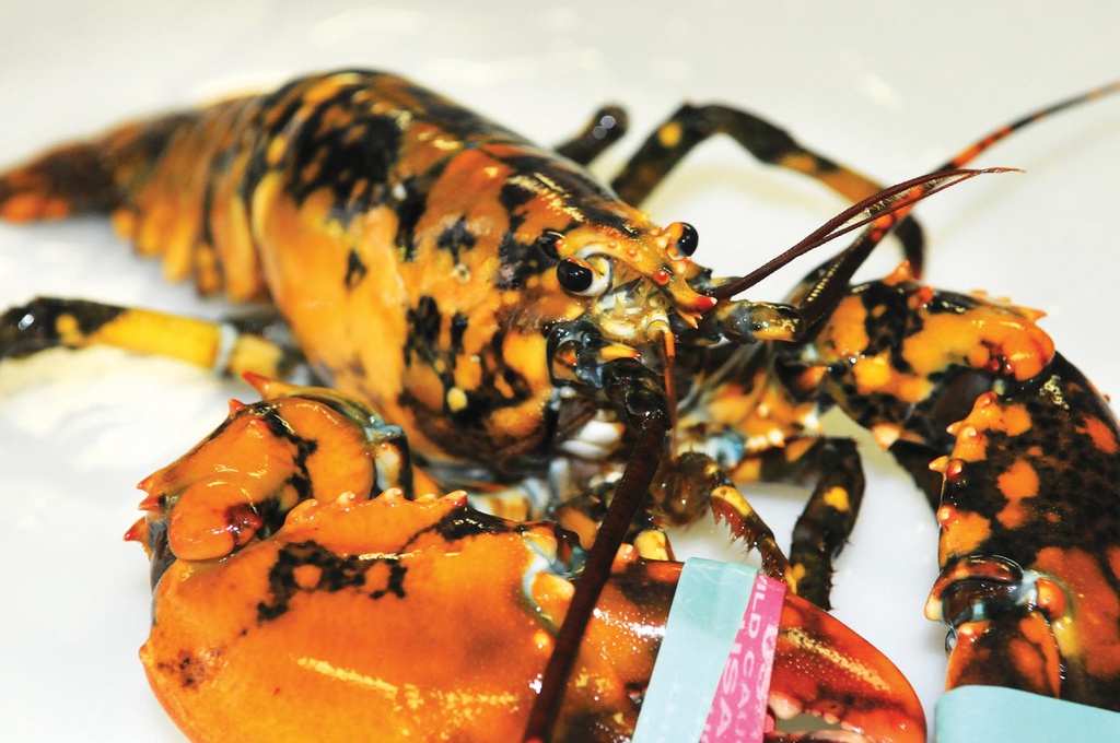Nhung loai tom hum hiem nhat the gioi hinh anh 4 ODD_Calico_Lobster_ONe.jpg