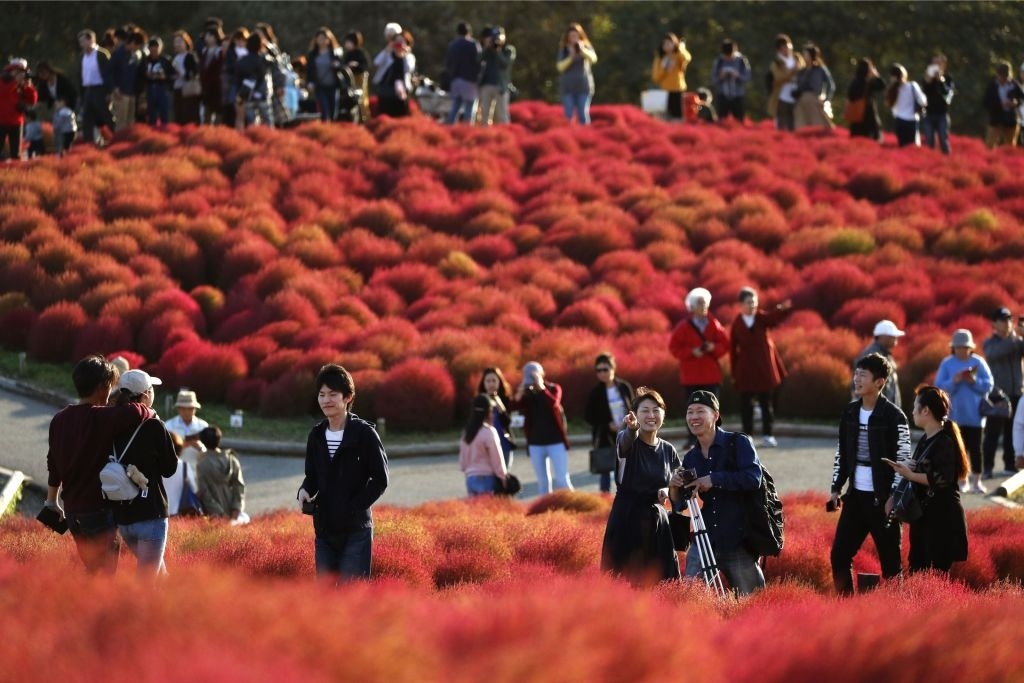  Đồi cỏ Nhật Bản chuyển đỏ khi thu sang 5f5248ba787bf