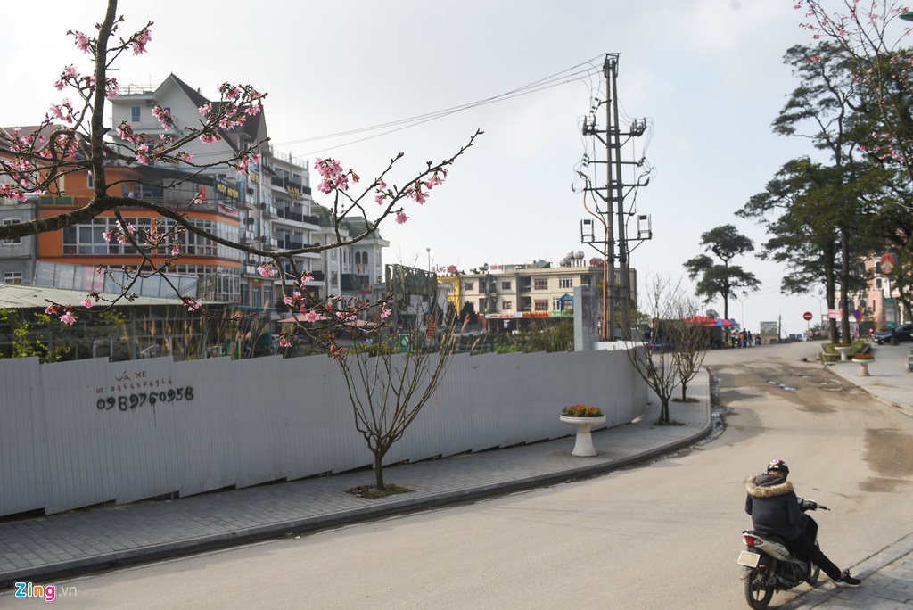 Khu du lich Tam Dao vang ve la thuong giua dich Covid-19 hinh anh 10 DSC_8079_zing.jpg