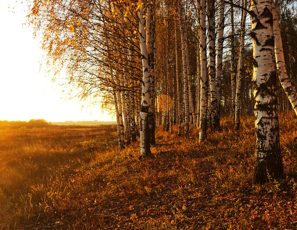 Nuoc Nga do vang, dep nao long khi dat troi sang thu hinh anh 3