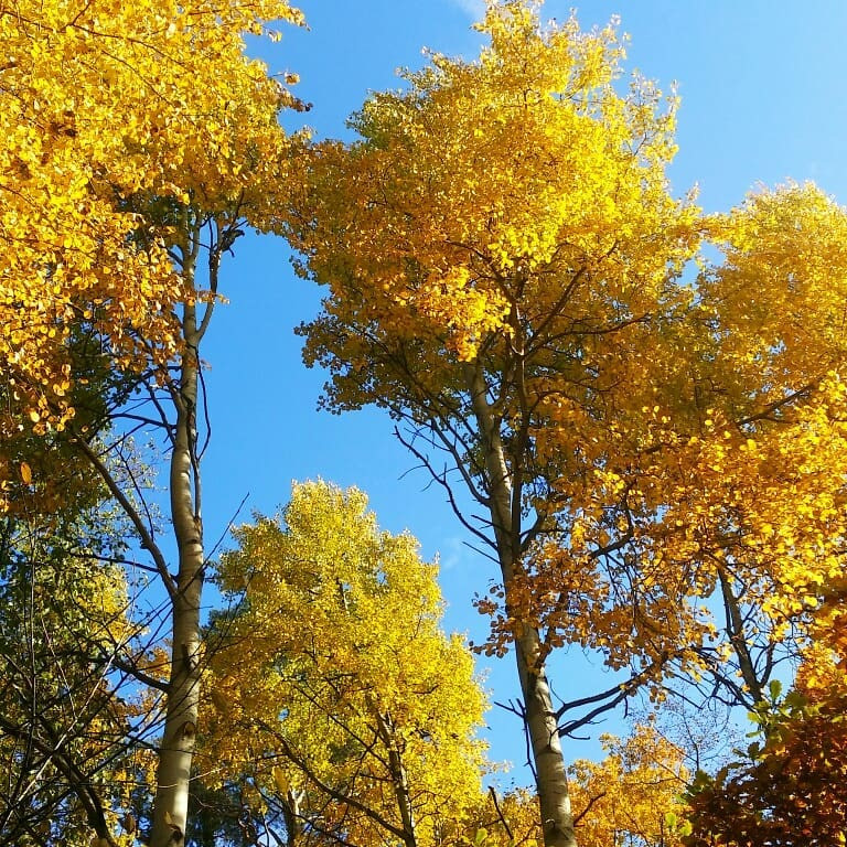 Nuoc Nga do vang, dep nao long khi dat troi sang thu hinh anh 15