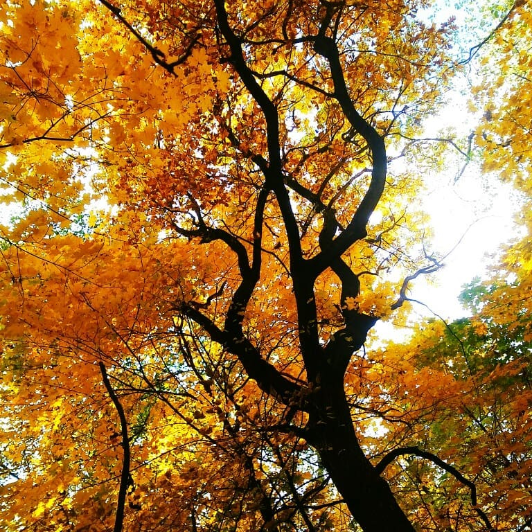 Nuoc Nga do vang, dep nao long khi dat troi sang thu hinh anh 17