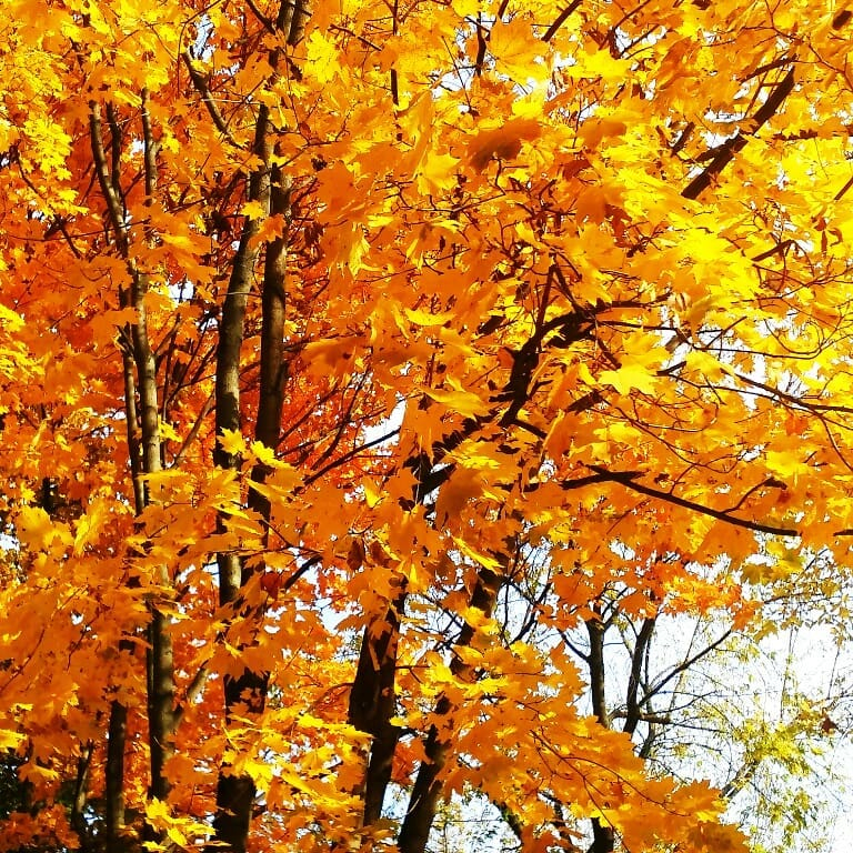 Nuoc Nga do vang, dep nao long khi dat troi sang thu hinh anh 18