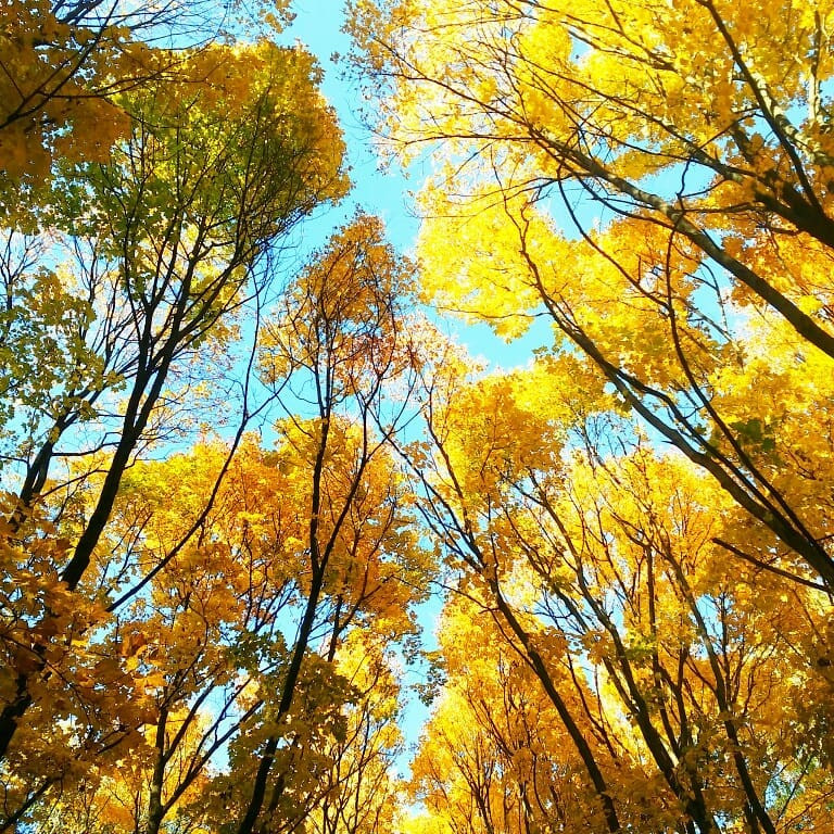 Nuoc Nga do vang, dep nao long khi dat troi sang thu hinh anh 21