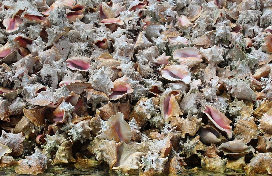 Hon dao duoc tao nen tu hang trieu vo oc xa cu hinh anh 5