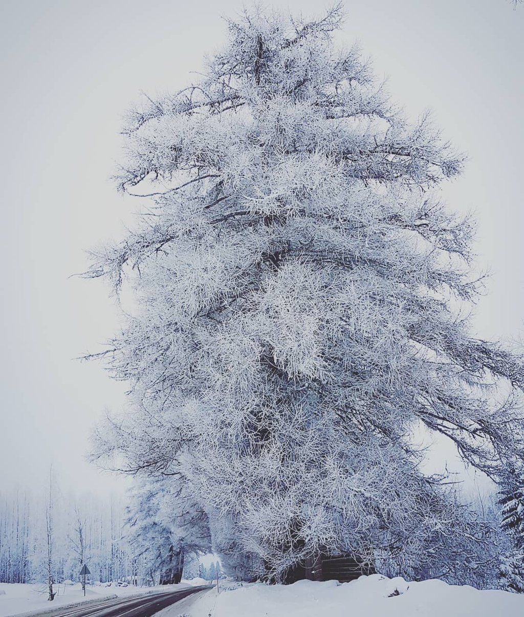 Bang qua dai lo dan toi thien duong mua dong hinh anh 4