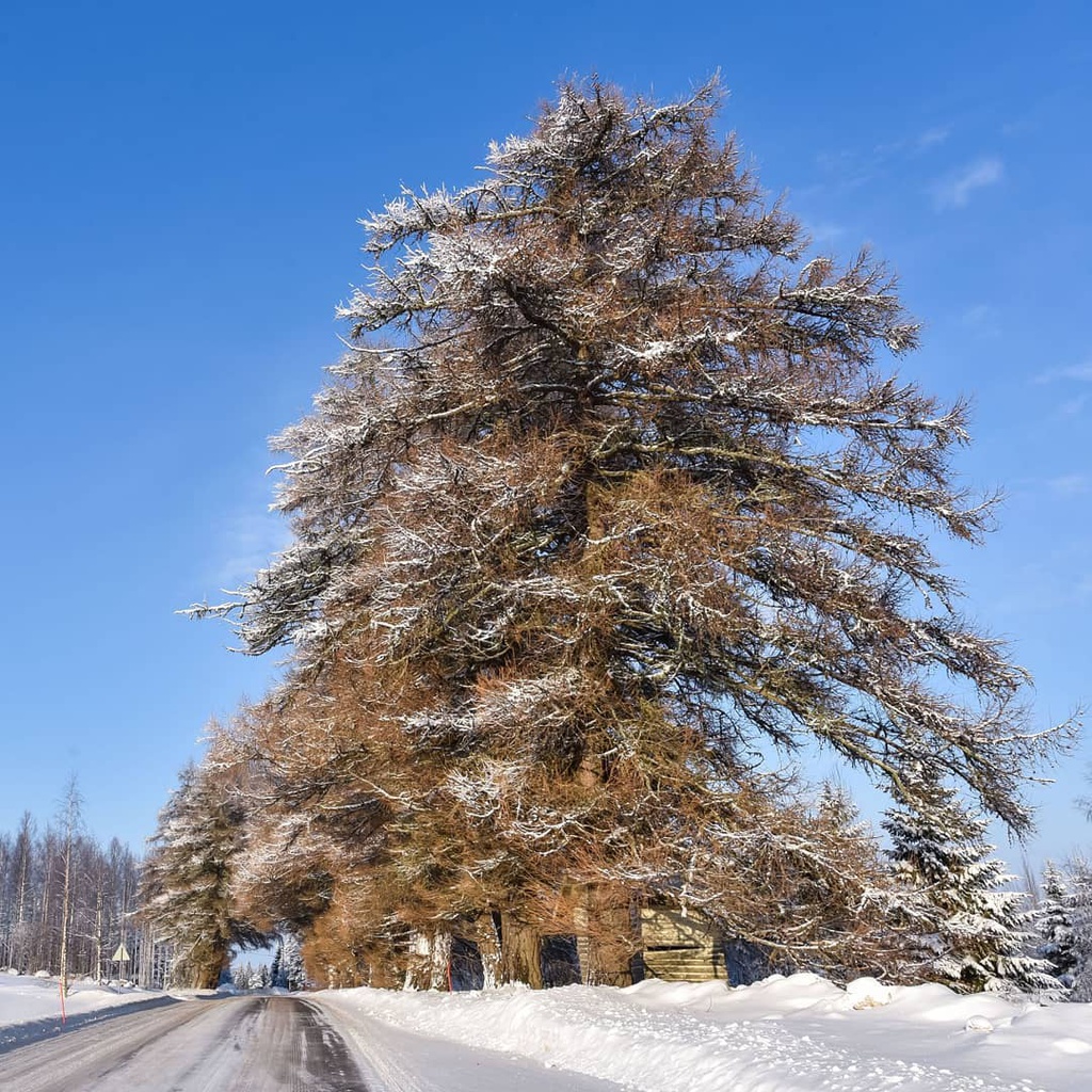 Bang qua dai lo dan toi thien duong mua dong hinh anh 6