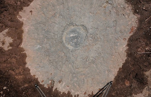 Phat hien khu rung co dai 386 trieu nam hinh anh 2 2_(1).jpg