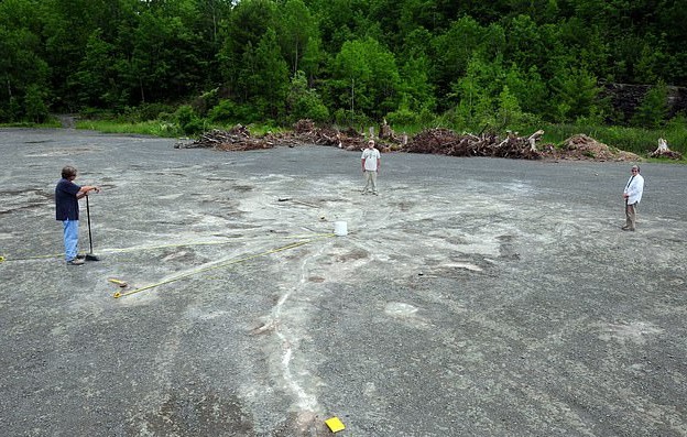 Phat hien khu rung co dai 386 trieu nam hinh anh 3 3_(1).jpg