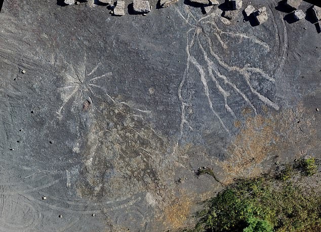 Phat hien khu rung co dai 386 trieu nam hinh anh 6 6_(1).jpg