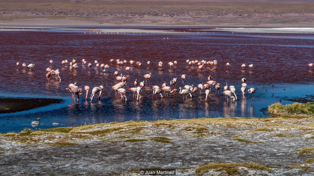 Canh sieu thuc quanh canh dong muoi lon nhat the gioi hinh anh 8