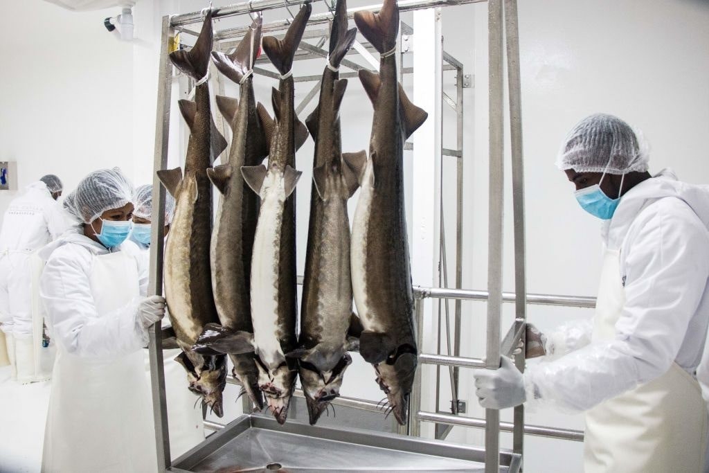 Trung ca tam - mon an chi danh cho gioi sieu giau hinh anh 2