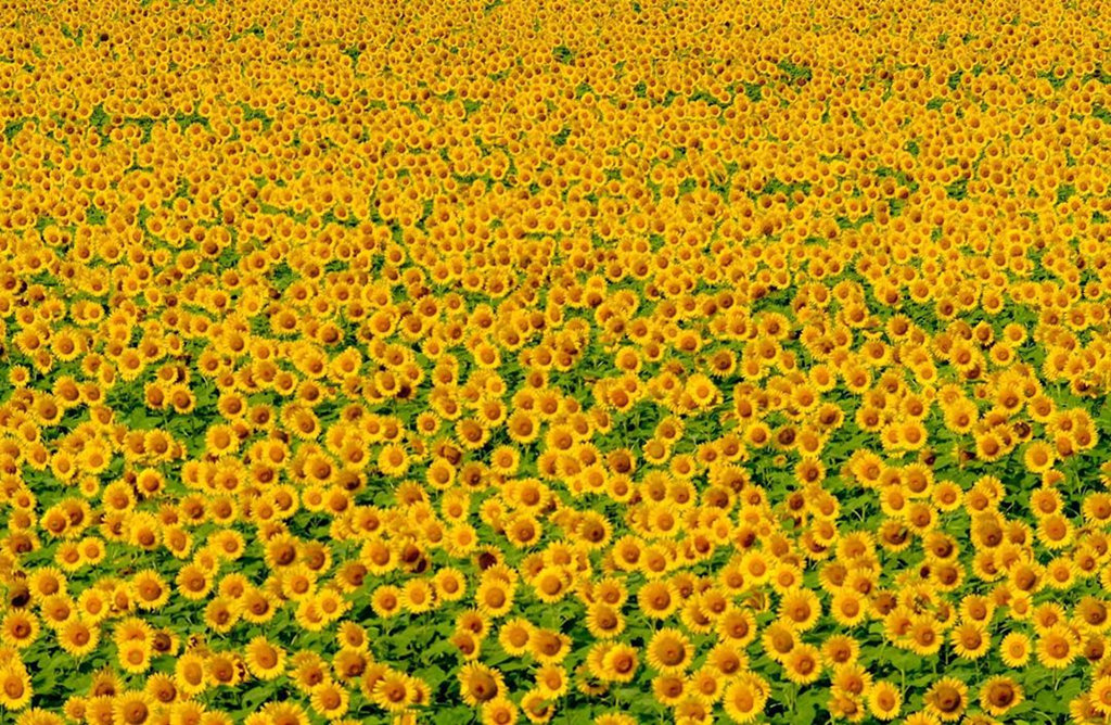 Dong hoa huong duong trieu bong o Nhat dep nhu tranh vao mua thu hinh anh 10