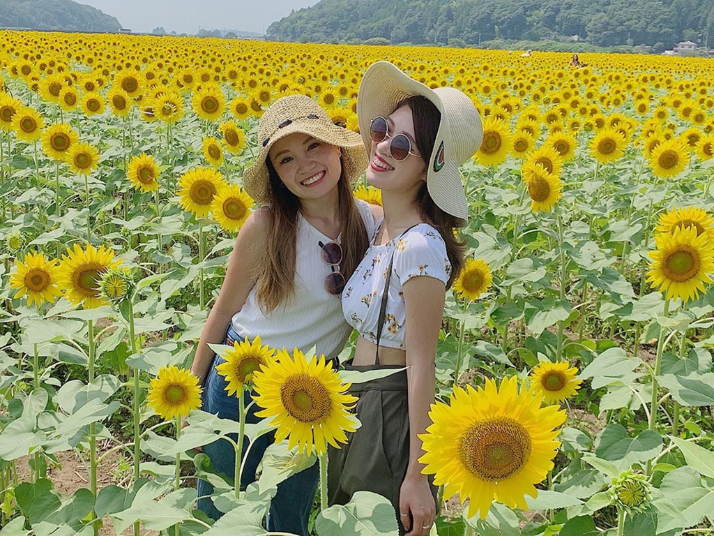 Dong hoa huong duong trieu bong o Nhat dep nhu tranh vao mua thu hinh anh 6