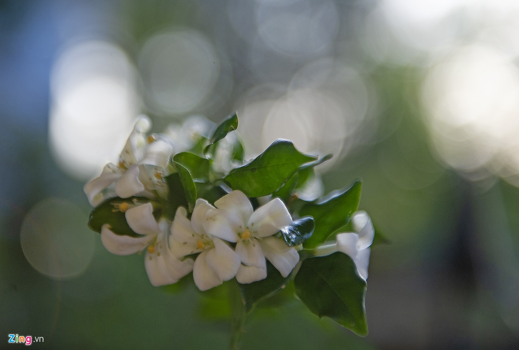 Vuon nguyet que hang chuc ty cua nong dan mien Tay hinh anh 4 PHG1_zing.jpg