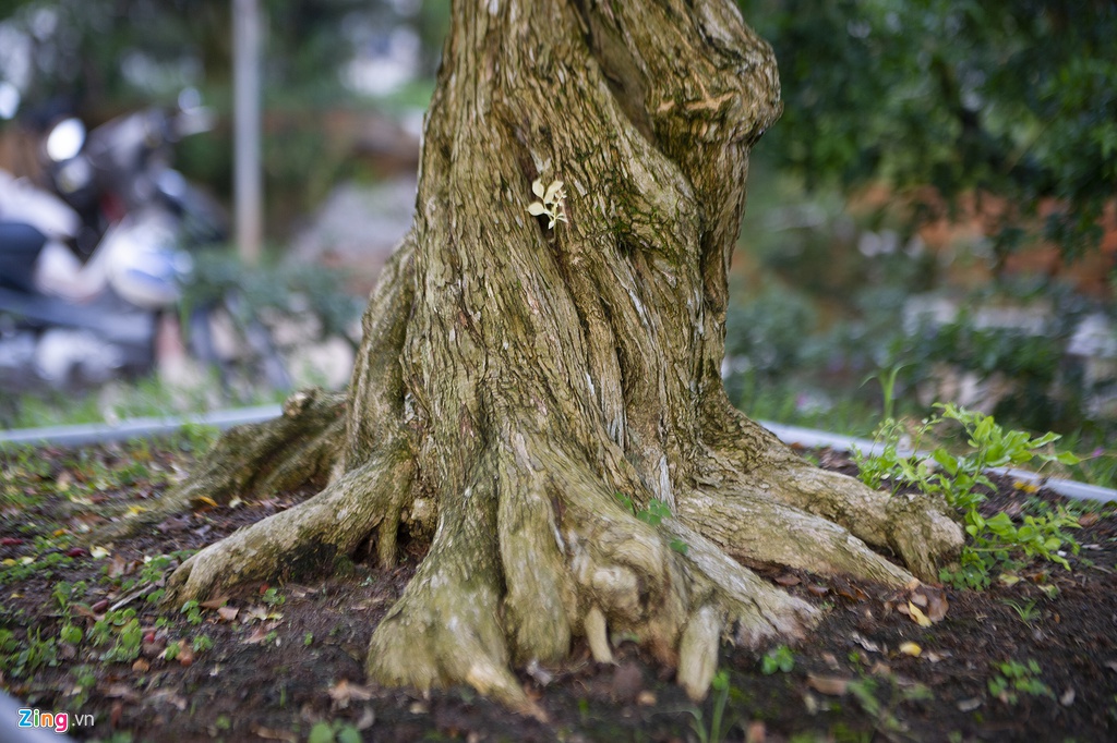 Vuon nguyet que hang chuc ty cua nong dan mien Tay hinh anh 3 hoakieng005_zing.jpg