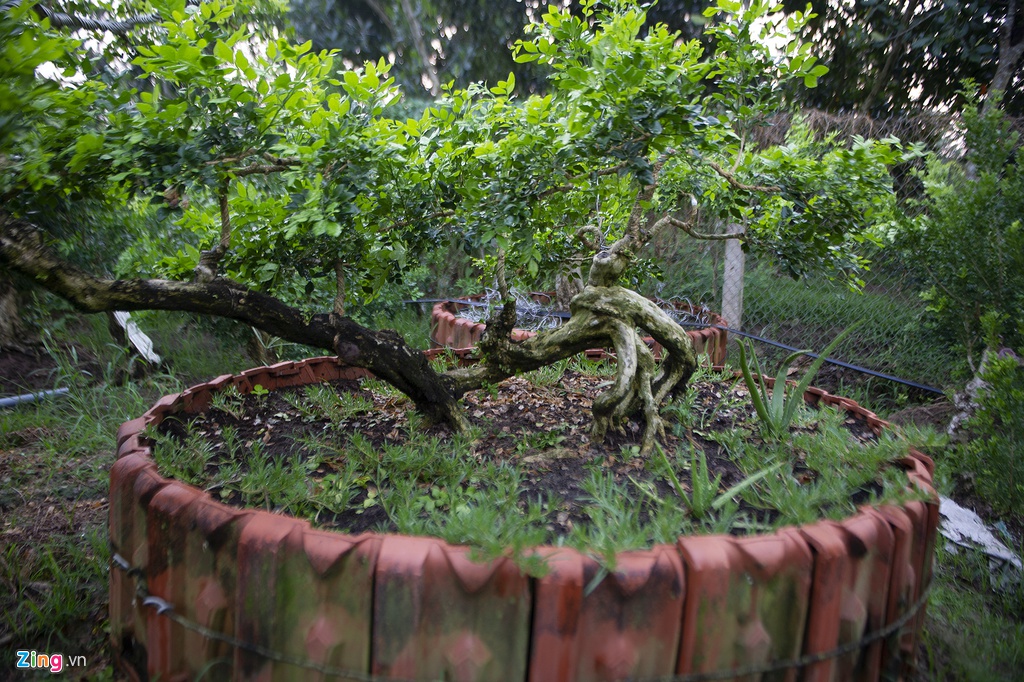 Vuon nguyet que hang chuc ty cua nong dan mien Tay hinh anh 8 hoakieng024_zing.jpg