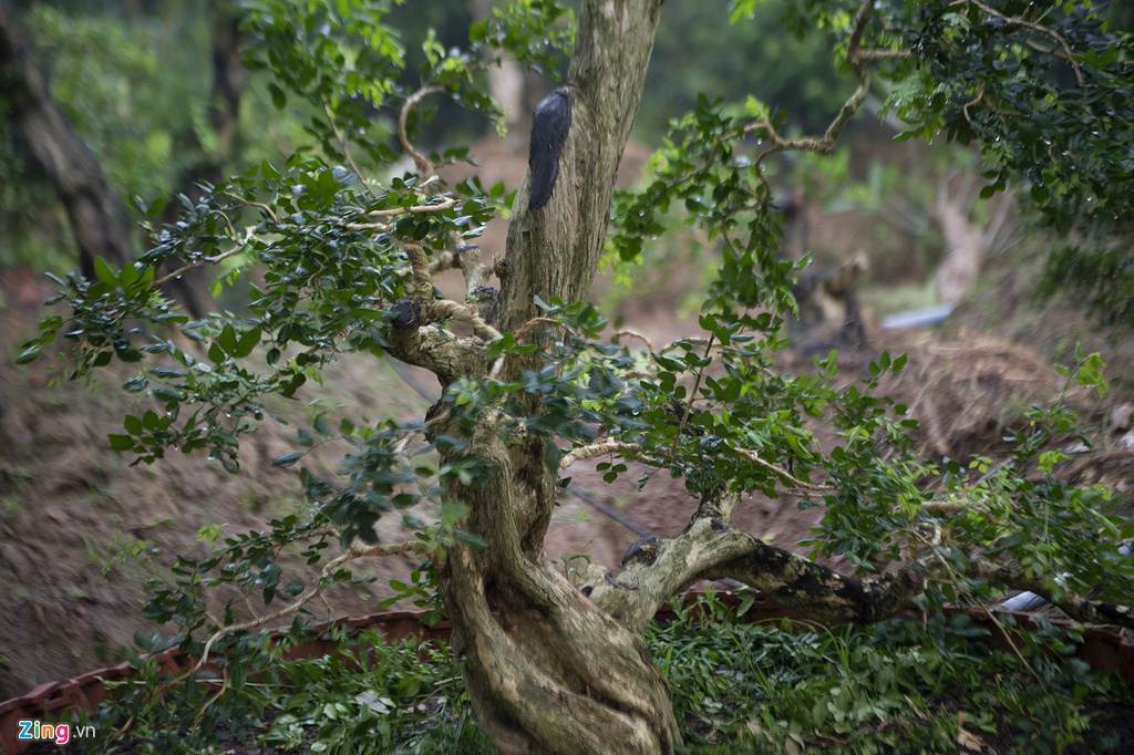 Vuon nguyet que hang chuc ty cua nong dan mien Tay hinh anh 6 hoakieng036_zing.jpg