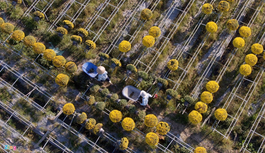 Cuc mam xoi chay hang, gia cao ky luc tai lang hoa lon nhat mien Tay hinh anh 9 hoakieng002_zing.jpg