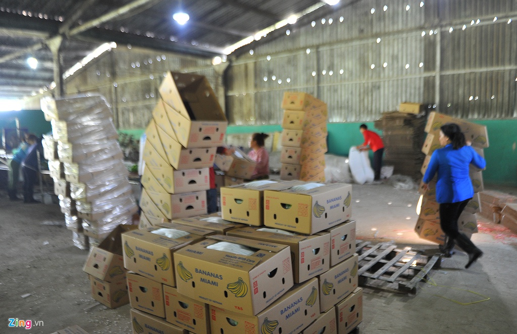 Chuoi mien Tay di TQ duong chinh ngach gia gap 5 lan tieu ngach hinh anh 9 chuoiuminh0006_zing.jpg