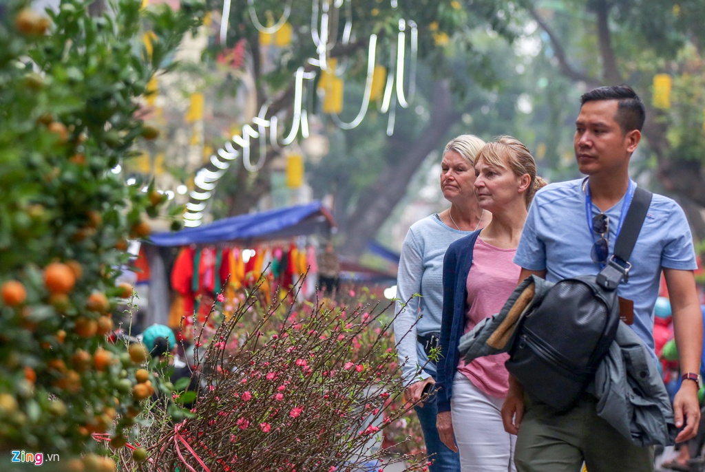Cay mai tram tuoi gia dat ngang can chung cu cao cap o Ha Noi hinh anh 11 maiquy11_zing.jpg
