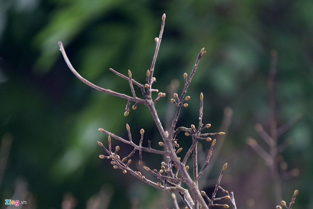 Cay mai tram tuoi gia dat ngang can chung cu cao cap o Ha Noi hinh anh 5 maiquy5_zing.jpg