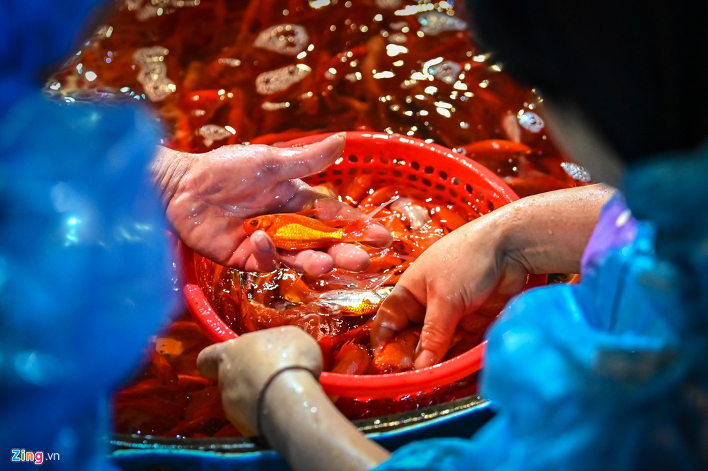 Cho ca lon nhat Ha Noi do ruc ngay cung ong Cong ong Tao hinh anh 8 muacachep8_zing.jpg