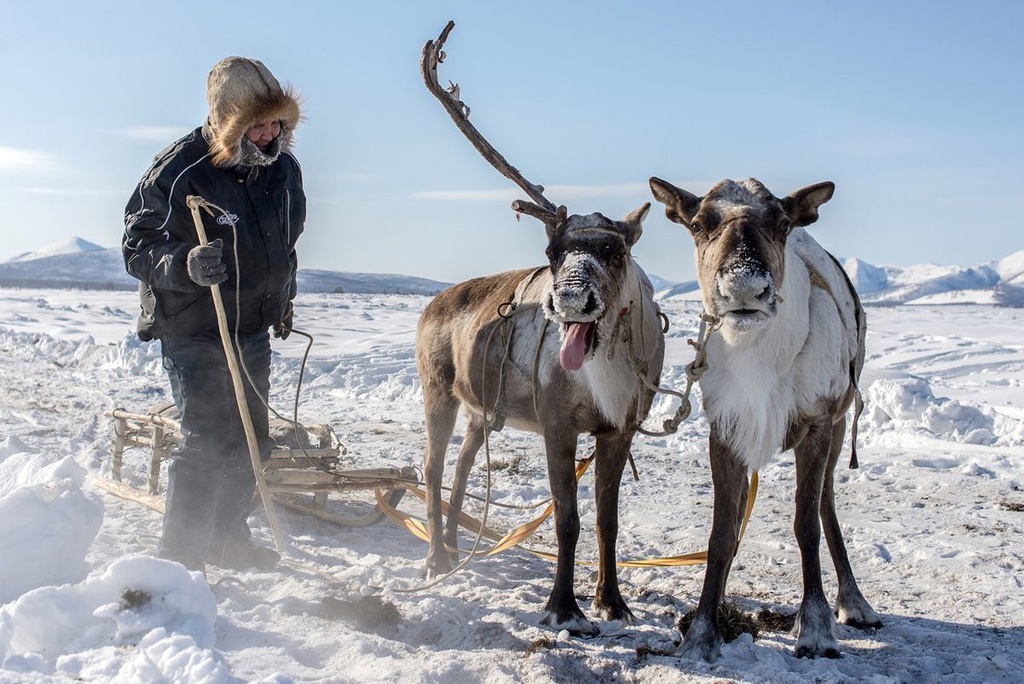 Kham pha ngoi lang lanh nhat the gioi hinh anh 5 Reindeers-Oymyakon-yakutia.jpg