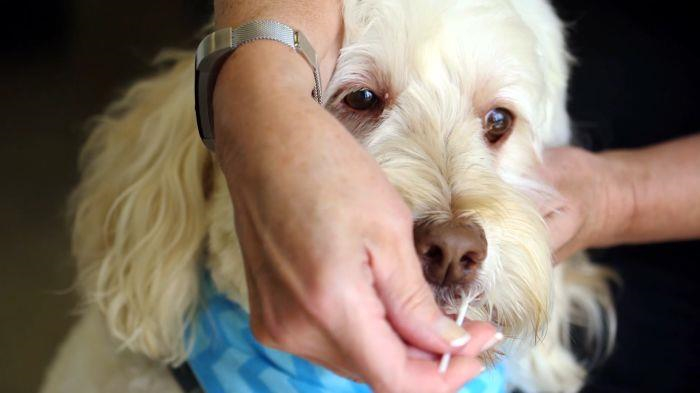 Thu nhap 7 trieu USD mot nam nho xet nghiem DNA phan cho hinh anh 3