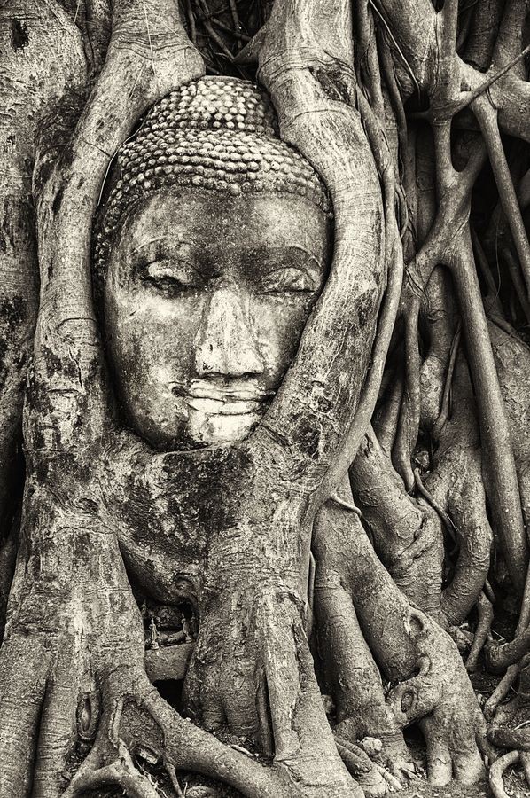 Tượng mặt Phật 700 tuổi ẩn mình trong rễ cây ở Thái Lan