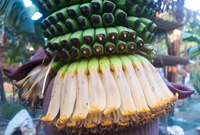 Buong chuoi hon 120 nai, dai 2,5 m o Quang Ngai hinh anh 3