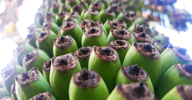 Buong chuoi hon 120 nai, dai 2,5 m o Quang Ngai hinh anh 2