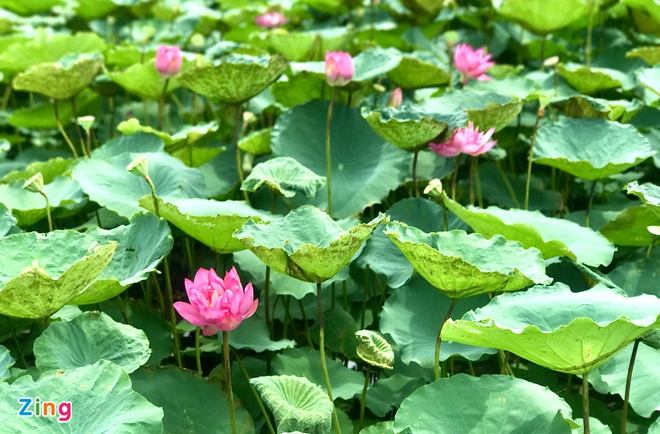 dich vu chup anh sen anh 1