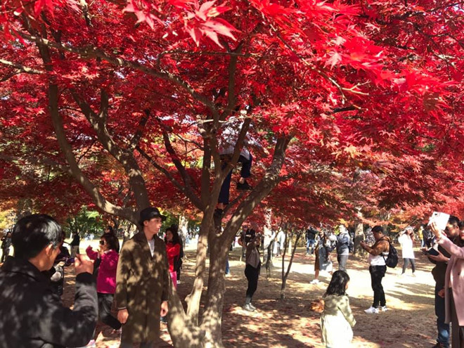 Khach Viet treo cay, tao dang chup anh o Han Quoc hinh anh 2