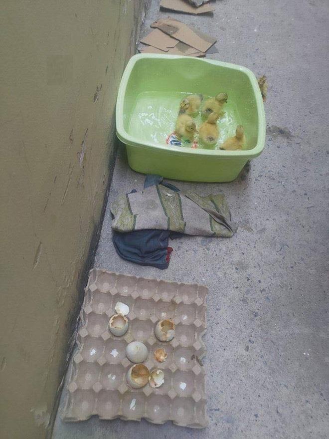 'Troi nang nong thi lam gi' va cau tra loi cua dan mang hinh anh 7