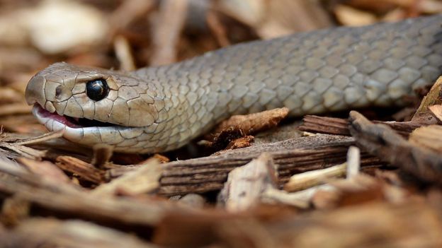 Qua Valentine 'ba dao': Lay ten nguoi yeu cu dat cho gian, ran doc hinh anh 2