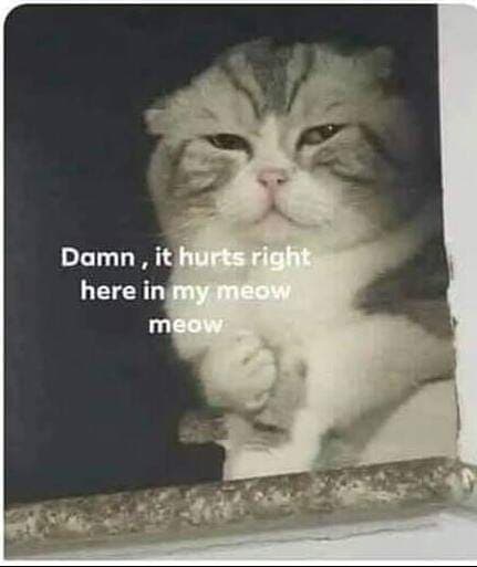 Ảnh chế Meme Mèo Bựa hài hước và dễ thương nhất