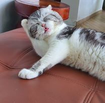 Chu meo o Viet Nam gay bao mang voi meme 'dau o day nay' hinh anh 6 69728375_2651795701547623_5415423726931935232_o.jpg