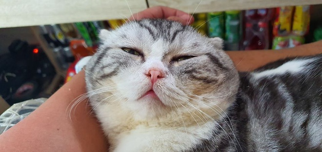 Chu meo o Viet Nam gay bao mang voi meme 'dau o day nay' hinh anh 5 75388153_2689929407734252_760000948427816960_o.jpg