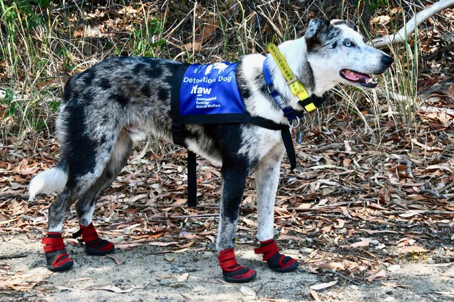 Chu cho bi bo roi thanh anh hung khi giai cuu gau koala hinh anh 4 bear_rescue_dog_suited_up.jpg.838x0_q80.jpg