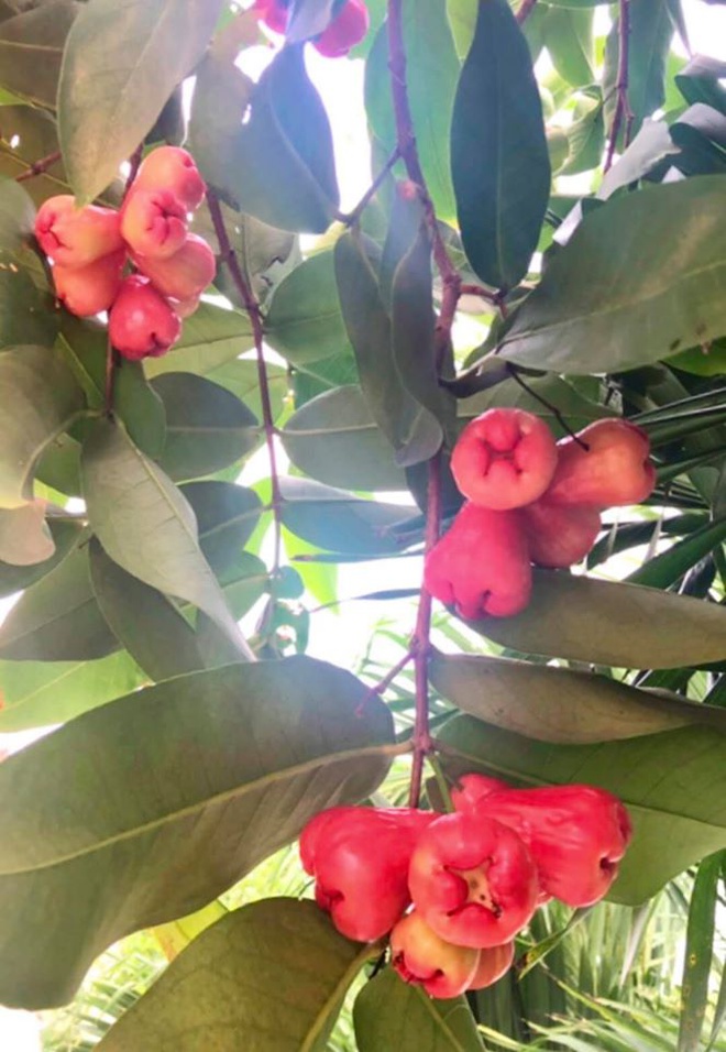 Vuon ngap tran hoa, trai cay cua gia dinh Quyen Linh hinh anh 6 68904216_2246075655490284_287659162681212928_o.jpg