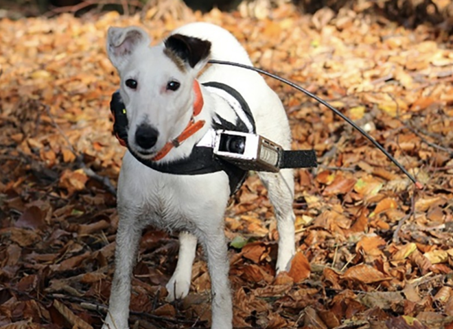 cho co the tim duong tro ve khong can Google Maps anh 1