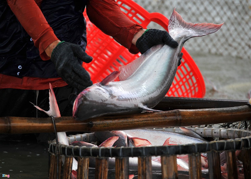 noi un u noi khan hiem thuy hai san anh 4