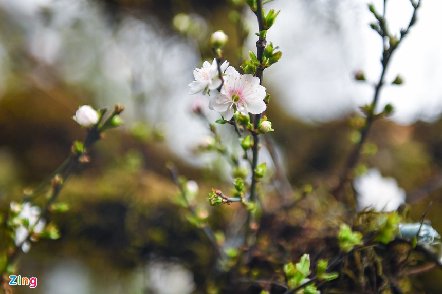 Mai boc reu tren thuyen doc moc gia 300 trieu o Ha Noi anh 3